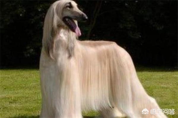 世界十大凶犬最新排名（世界十大凶犬排行）