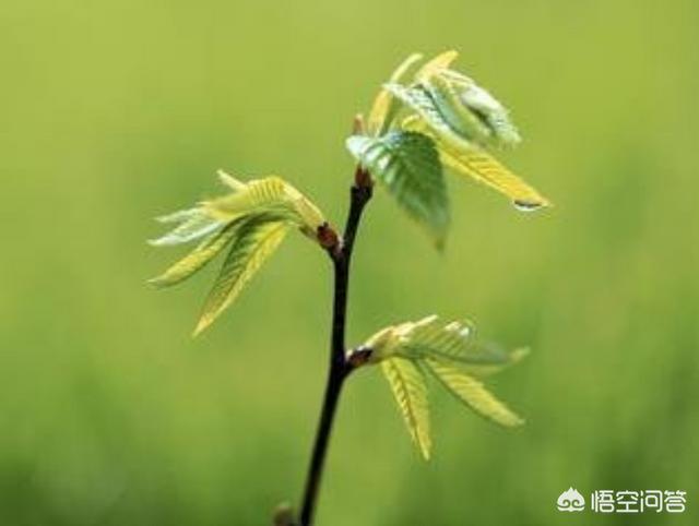 惨死（惨死生子夜,重生嫡女屠尽侯府）