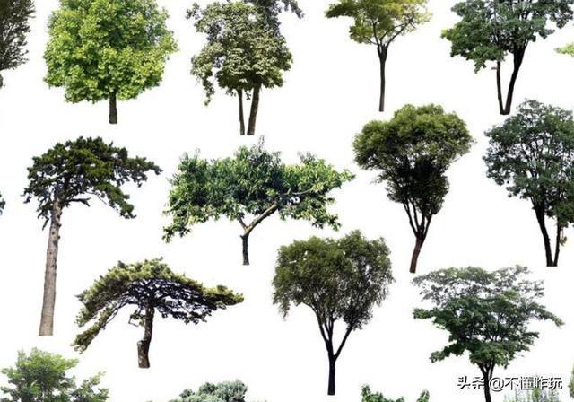 世界十大名树（世界十大名树顺口溜）