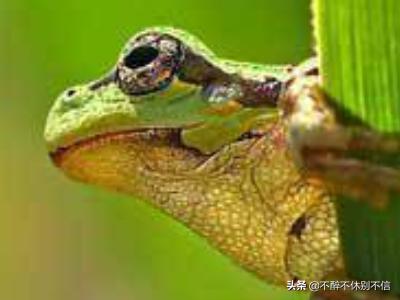 青蛙（青蛙图片卡通可爱）（青蛙头像可爱卡通图片）