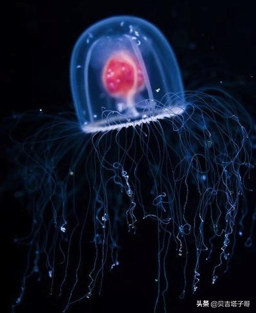 灯塔水母可以养吗（灯塔水母可以活多长时间）