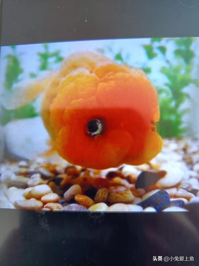 观赏鱼图片及名称（小型观赏鱼图片及名称）
