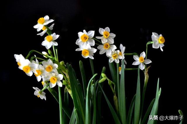 全球最美的花图片（真花图片100张）