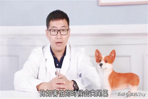 最恐怖的微笑狗（播放最恐怖的微笑狗的照片）