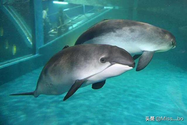 世界之最动物100个有图有文（世界之最动物100个 视频）