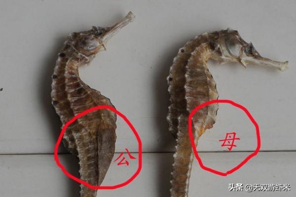 雌雄同体的动物海马（雌雄海马的区别）