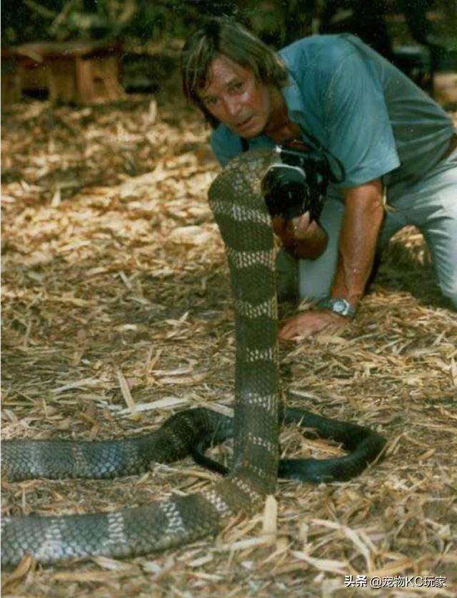 最厉害的蛇王是什么蛇（最厉害的十大蛇）