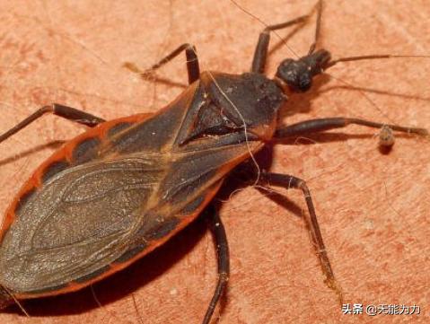 全球最毒的十大毒王（秒懂百科世界十大毒王）