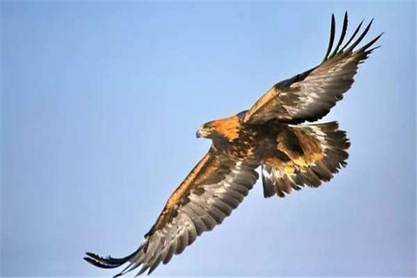 世界上最凶猛的鸟排名（世界上最凶猛的鸟排名榜）