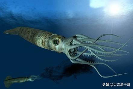 大王乌贼80米图片（大王乌贼80米图片大全）