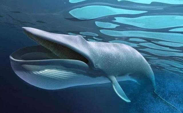 世界上最长的动物（什么动物是世界上最长的动物）