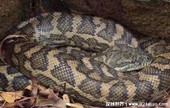 15种冬眠的动物简笔画（冬眠的动物有哪些100种简笔画）