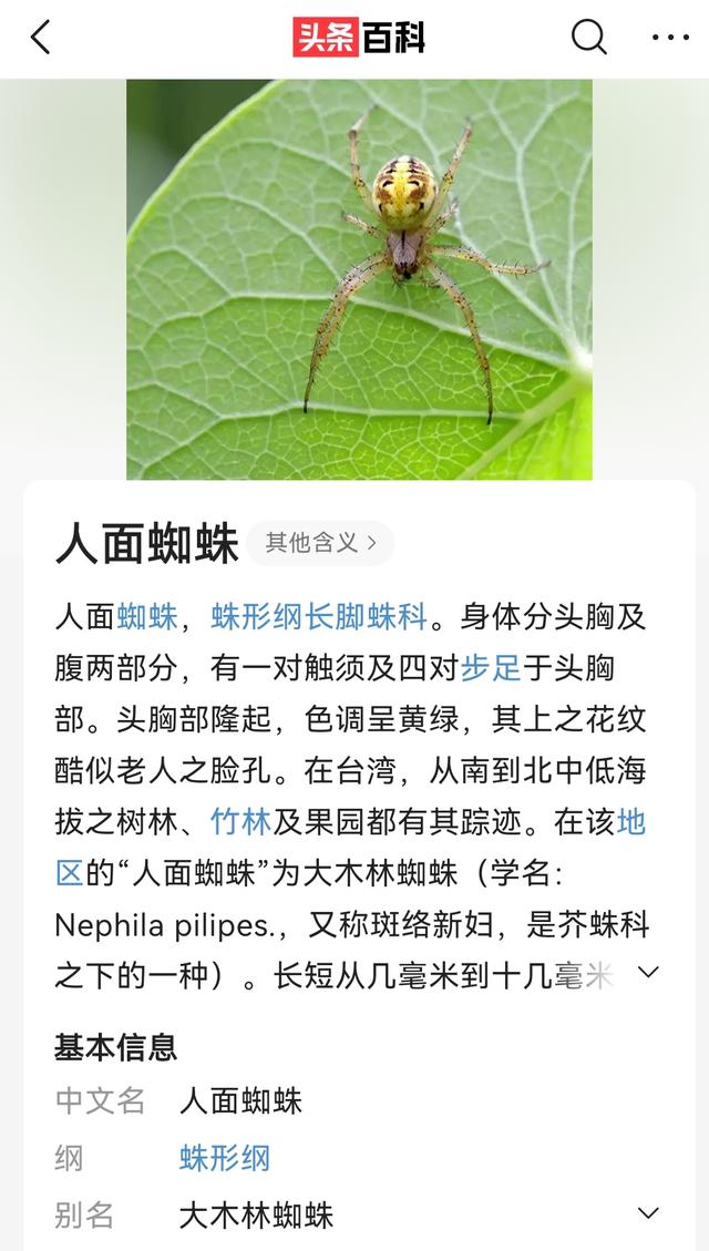 人脸蜘蛛图片大全（人脸蜘蛛图片大全大图高清）