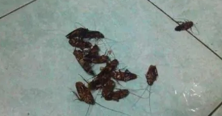 小蟑螂怎么消灭最彻底小妙招