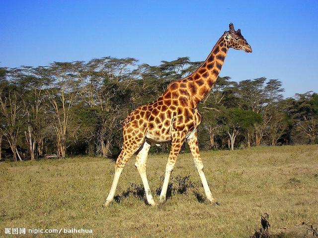 动物之最排行榜前十名（动物之最排行榜图片）