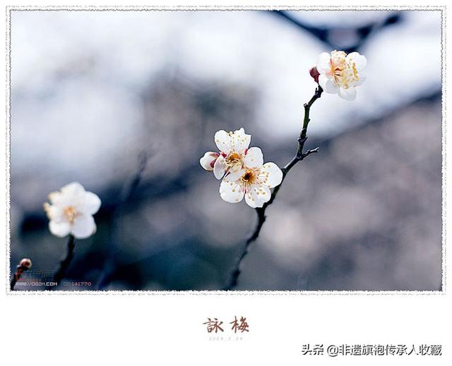 关于梅花的古诗（关于梅花的古诗小学）