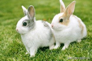 小兔子优秀作文300字（我喜欢小兔子的作文300字三年级）